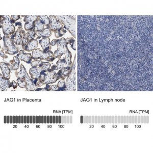 Anti-JAG1 antibody produced in rabbit 