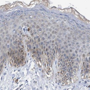 Anti-JAG1 antibody produced in rabbit 