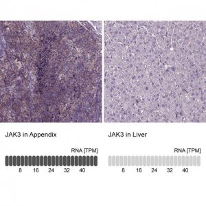 Anti-JAK3 antibody produced in rabbit 