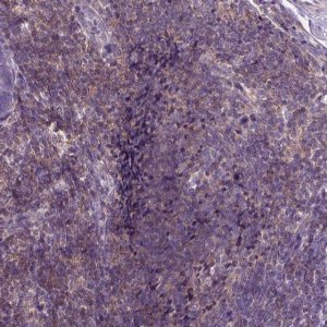Anti-JAK3 antibody produced in rabbit 