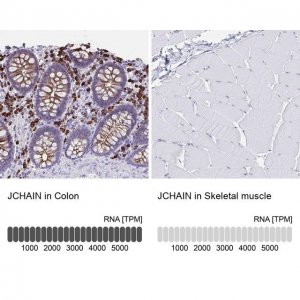 Anti-JCHAIN antibody produced in rabbit 