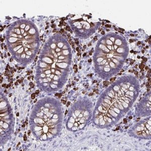 Anti-JCHAIN antibody produced in rabbit 