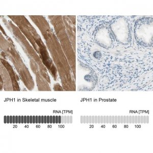 Anti-JPH1 antibody produced in rabbit 