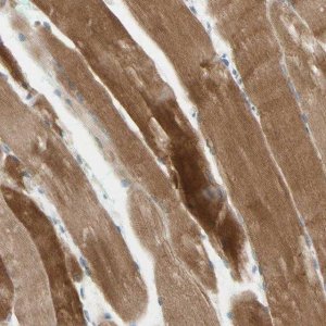 Anti-JPH1 antibody produced in rabbit 