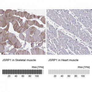Anti-JSRP1 antibody produced in rabbit 