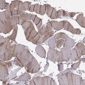 Anti-JSRP1 antibody produced in rabbit 