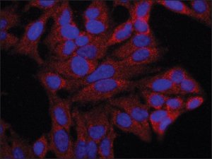 Anti-JUB (C-terminal) antibody produced in rabbit 