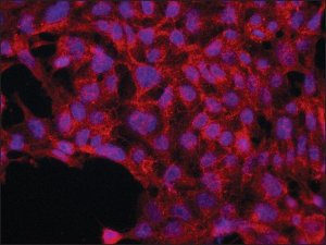 Anti-JUB (C-terminal) antibody produced in rabbit 