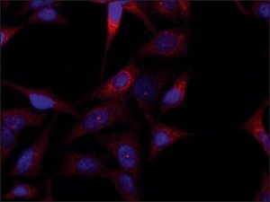 Anti-JUB (N-terminal) antibody produced in rabbit 