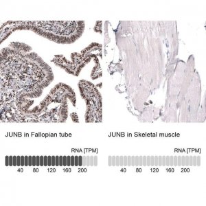 Anti-JUNB antibody produced in rabbit 