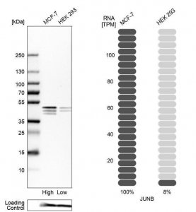 Anti-JUNB antibody produced in rabbit 