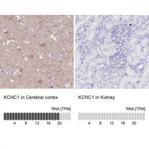 Anti-KCNC1 antibody produced in rabbit 