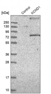 Anti-KCND1 antibody produced in rabbit HPA001066-100UL
