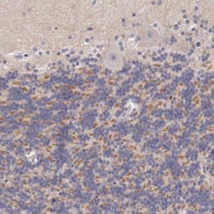 Anti-KCND1 antibody produced in rabbit HPA001066-100UL