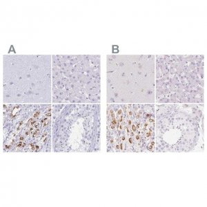 Anti-KCNE2 antibody produced in rabbit 