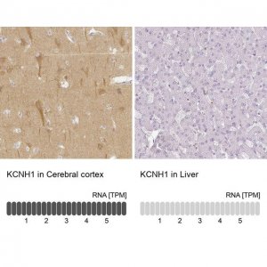 Anti-KCNH1 antibody produced in rabbit 
