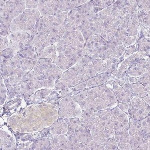 Anti-KCNH1 antibody produced in rabbit 