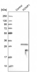 Anti-KCNIP1 antibody produced in rabbit HPA022864-100UL