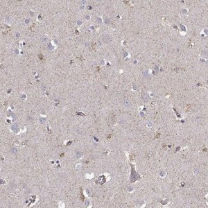 Anti-KCNMB4 antibody produced in rabbit 