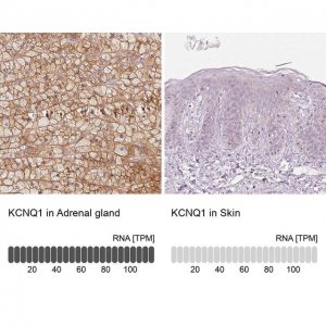 Anti-KCNQ1 antibody produced in rabbit 