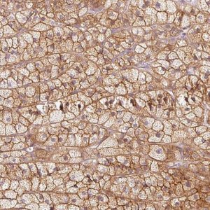 Anti-KCNQ1 antibody produced in rabbit 