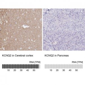 Anti-KCNQ2 antibody produced in rabbit 
