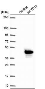 Anti-KCTD13 antibody produced in rabbit 