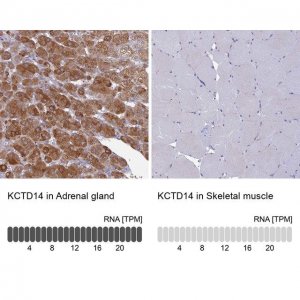 Anti-KCTD14 antibody produced in rabbit 