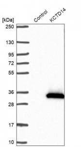 Anti-KCTD14 antibody produced in rabbit 