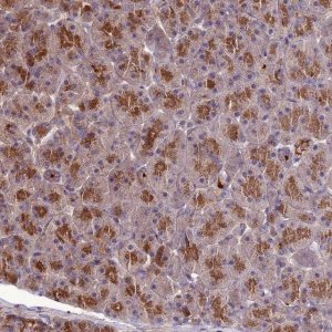 Anti-KCTD16 antibody produced in rabbit 