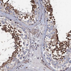 Anti-KCTD4 antibody produced in rabbit 