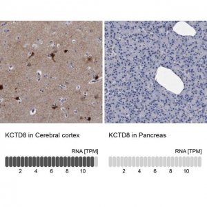 Anti-KCTD8 antibody produced in rabbit 