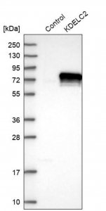 Anti-KDELC2 antibody produced in rabbit 