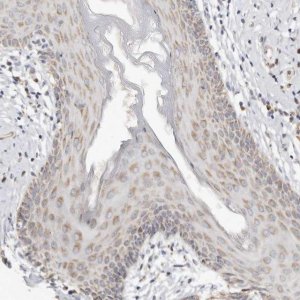 Anti-KDF1 antibody produced in rabbit 