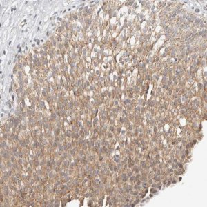 Anti-KDF1 antibody produced in rabbit 