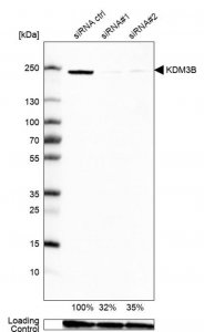 Anti-KDM3B antibody produced in rabbit 