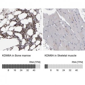 ANTI-KDM6A antibody produced in rabbit 