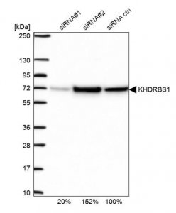 Anti-KHDRBS1 antibody produced in rabbit 