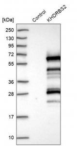Anti-KHDRBS2 antibody produced in rabbit 