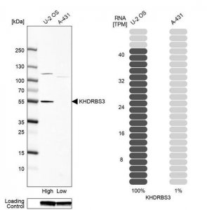 Anti-KHDRBS3 antibody produced in rabbit 