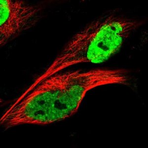 Anti-KHDRBS3 antibody produced in rabbit 