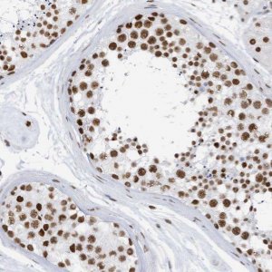 Anti-KHSRP antibody produced in rabbit 