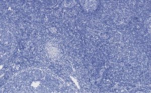 Anti-Ki67 Antibody, clone 1O15, ZooMAb Rabbit Monoclonal 