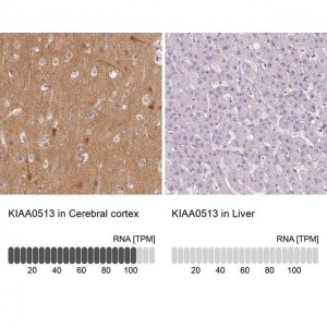 Anti-KIAA0513 antibody produced in rabbit HPA014431-100UL