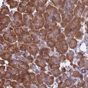 Anti-KIAA1143 antibody produced in rabbit 