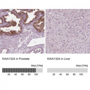 Anti-KIAA1324 antibody produced in rabbit 