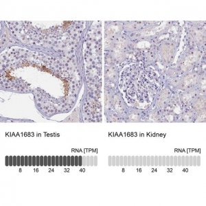 Anti-KIAA1683 antibody produced in rabbit 