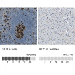Anti-KIF11 antibody produced in rabbit 