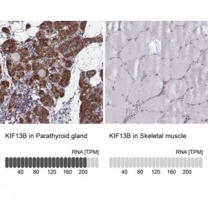 Anti-KIF13B 
