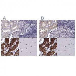 Anti-KIF13B 